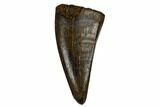 Juvenile Tyrannosaur Premax Tooth - Judith River Formation #184593-1